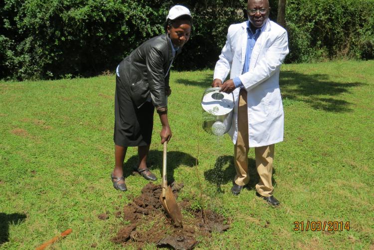 Mr Igiria, Chief Internal Auditor watering a tree seedling planted by the Deputy Chief Internal Auditor