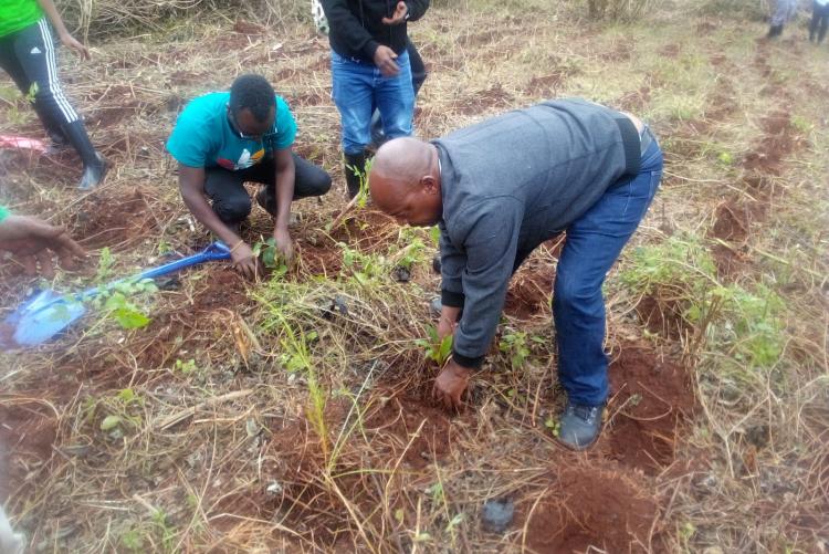 Mr. Felix Warutumo planting a tree seedling