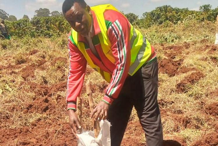 George putting protective cover around the tree
