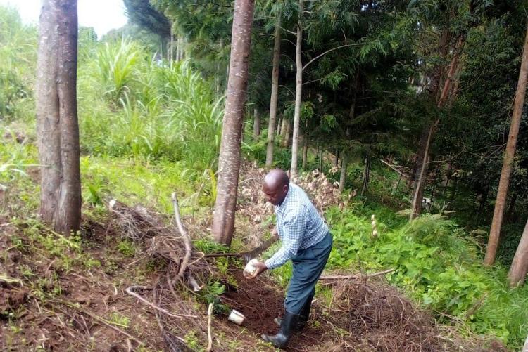Warutumo caring for trees
