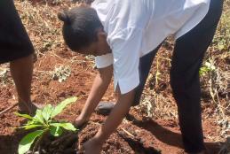 Staff Participation in Environmental Sustainability Activities