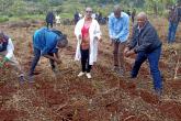 IA staff planting trees at kabete