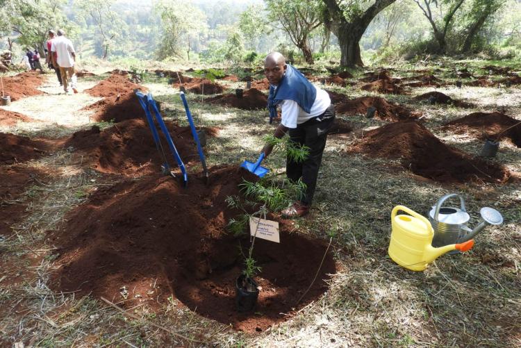 Mr Warutumo shoveling soil into the tree hole