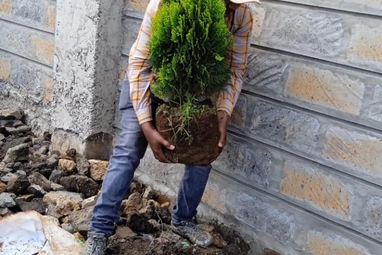 Kiilu planting a tree