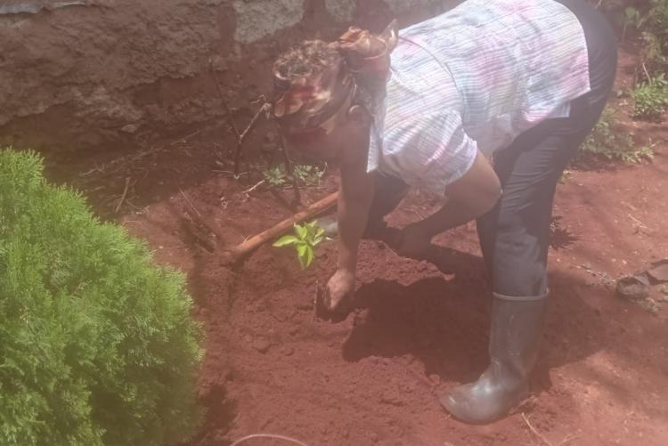 Irene planting a tree