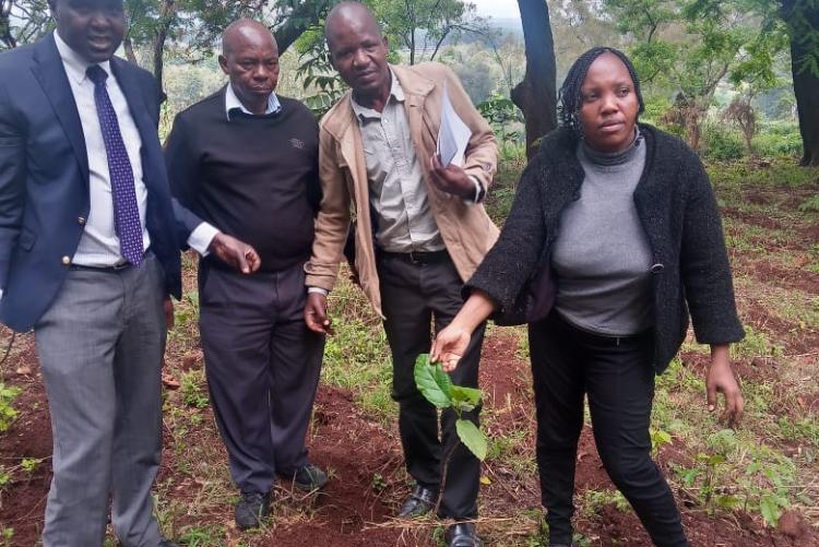 Internal Audit staff at Tree planting at Kabete