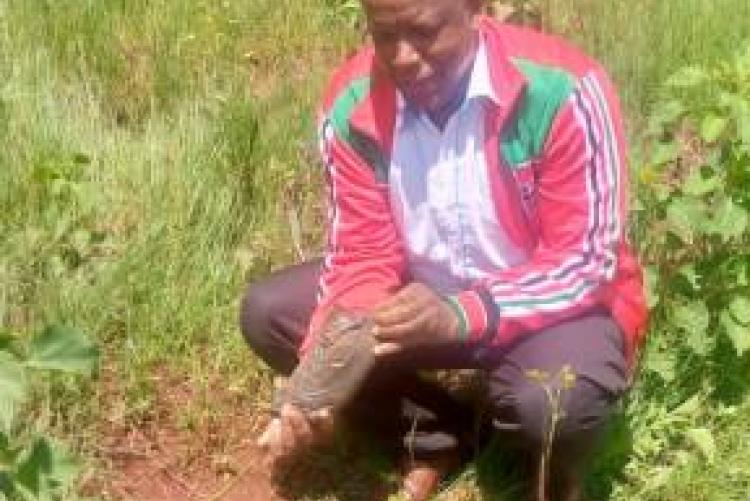 George planting a tree