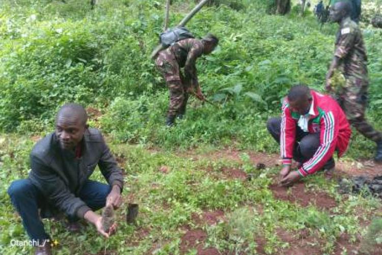 Several People planting trees