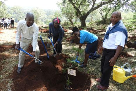 The internal Audit team planting a tree